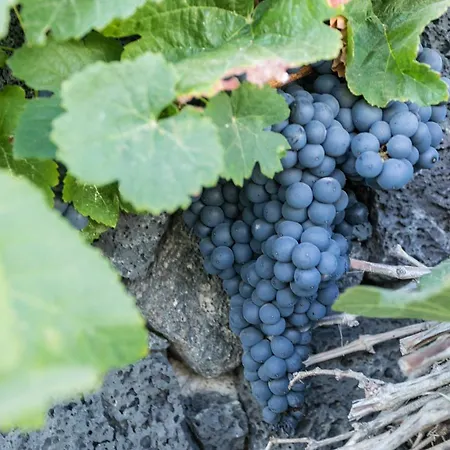 Bed & Breakfast El Jable Lanzarote 4*